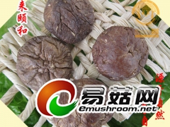 香菇东北香菇悦来颐和批发零售招代理图1