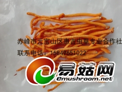 基地批发零售北虫草虫草花图2