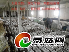 优质平菇菌种图1