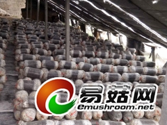 鲁南平菇 秀珍菇 菌种及出菇菌棒厂家 18266095871图1