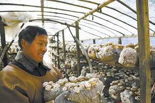 河南老河鄉(xiāng)實(shí)現(xiàn)香菇1000多萬(wàn)袋  年產(chǎn)值超2億 ()