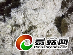 海南糖厂直销甘蔗渣图1