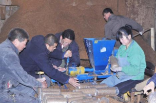 伊春紅星林業(yè)局建立靈芝仿野生人工繁育基地 ()