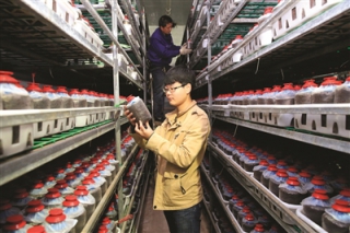 天津：企業(yè)自主創(chuàng)新研發(fā)液體菌種培植茶樹菇試驗(yàn)成功 ()