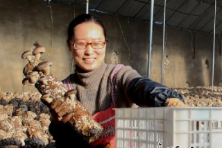 秦皇島撫寧區(qū)加快食用菌產(chǎn)業(yè)發(fā)展 ()