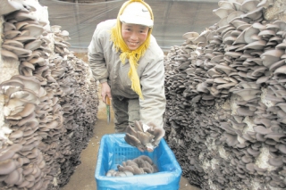 山西曲沃：食用菌大棚迎来春节销售黄金季 ()