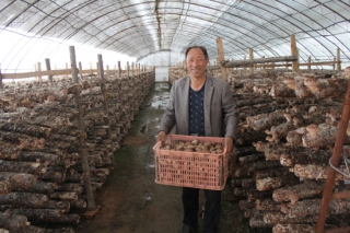 平泉“五举措”发展食用菌产业 建设成稳定的国家级出口质量安全示范区 社会经济效益明显 ()