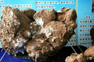 湖南靖州现90公斤茯苓引关注 ()