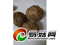 随县农家自供香菇图1