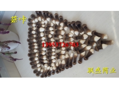 新鲜黑皮鸡枞菌 鸡枞菌栽培技术 人工种植鸡枞菌图1