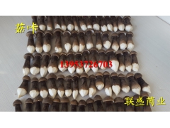 新鲜黑皮鸡枞菌 鸡枞菌栽培技术 人工种植鸡枞菌图3