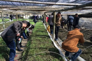 古田举行《羊肚菌菌种选育与与南方（古田）栽培技术研究课题》出菇试验现场观摩会 ()