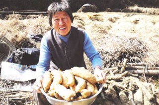 安徽岳西：巧种天麻好增收 ()