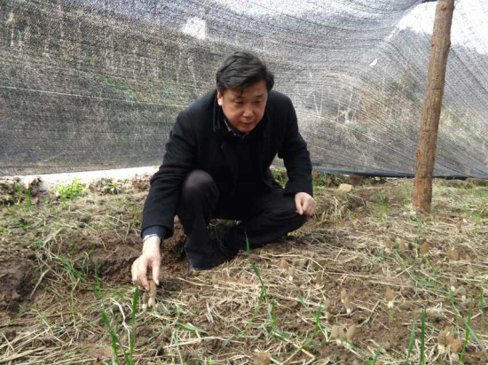 边银丙 2015年3月在湖北省大洪山羊肚菌种植基地进行指导工作_编辑