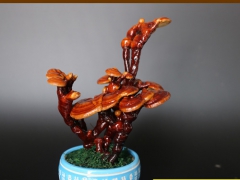 山东灵芝盆景基地_旭卓灵芝盆景批发价格图1