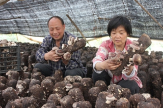 宣城绩溪精准扶贫 用食用菌走出致富路 ()