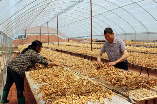 河北平泉获封"2016年食用菌最具投资价值产地县" ()