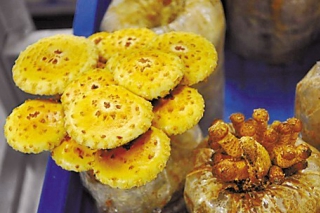 江西信丰：食监局开展蘑菇市场专项检查 ()