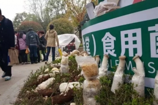 小小食用菌 搭起国际大舞台 ()