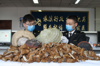 青岛海关截获40斤捷克“灵芝” ()