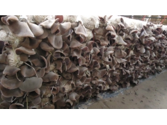 大量供应批发黑木耳 毛木耳 13179726284图1