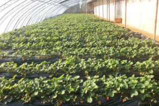 北京蘑菇种植新实验  草莓套种栗蘑 ()