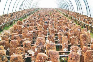 遂宁蓬溪县出口食用菌质量安全示范区顺利通过复审 ()