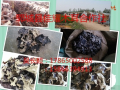 山东郓城县佳耀木耳合作社图2