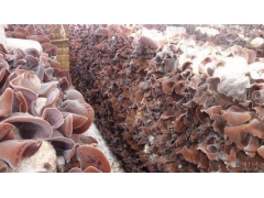 山东郓城县佳耀木耳合作社图3