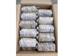 天麻萌发菌三级种图1