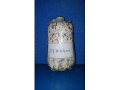 棉籽壳蜜环菌图1