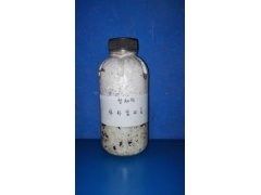 棉籽壳蜜环菌图2