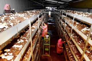 专业化生产造就食用菌扶贫大产业 ()
