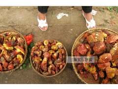 成都山珍菌类|四川特产|牛肝菌批发|美味牛肝菌|食用菌批发图1