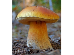 成都山珍菌类|四川特产|牛肝菌批发|美味牛肝菌|食用菌批发图2