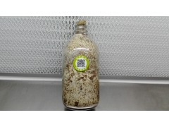 天麻蜜环菌（锯末）图1