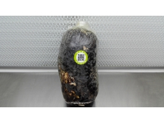 天麻蜜环菌（袋料黄豆菌）图1