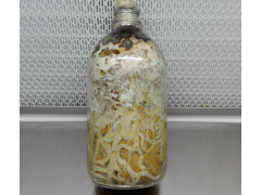 天麻蜜环菌（玉米）图1