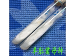 适合黄河流域的羊肚菌菌种图1