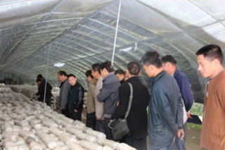 十堰茅箭区开展食用菌技术培训 ()