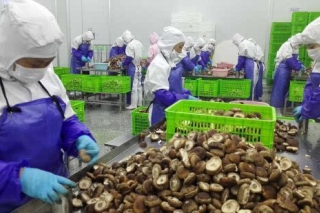 江苏宿迁检验检疫局助推食用菌出口大幅增长 ()