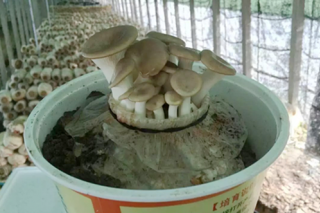 食用菌进阳台 买根菌棒在家种蘑菇 ()