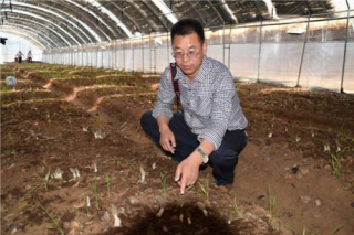 榆林市成功培育出羊肚菌　填补风沙区无人工栽培羊肚菌的空白 ()