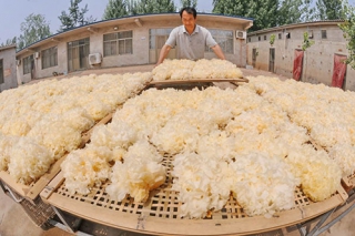 广宗县推广“棉秆规模化栽培食用菌配套技术”成效显著 ()