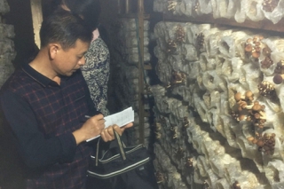茶陵县四大举措助推食用菌产业发展 ()