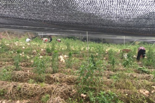 小竹荪的大收益 ()