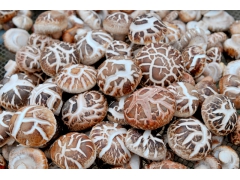 三友公司主要业务与产品介绍图1