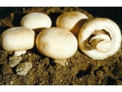 深圳ZMJ食用菌真空预冷机 预冷机厂家图3