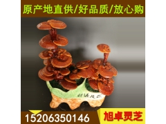 云南灵芝 与灵芝孢子粉相媲美无苦味灵芝 灵芝礼盒装图1