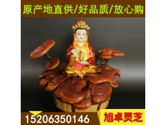 云南灵芝 与灵芝孢子粉相媲美无苦味灵芝 灵芝礼盒装图2